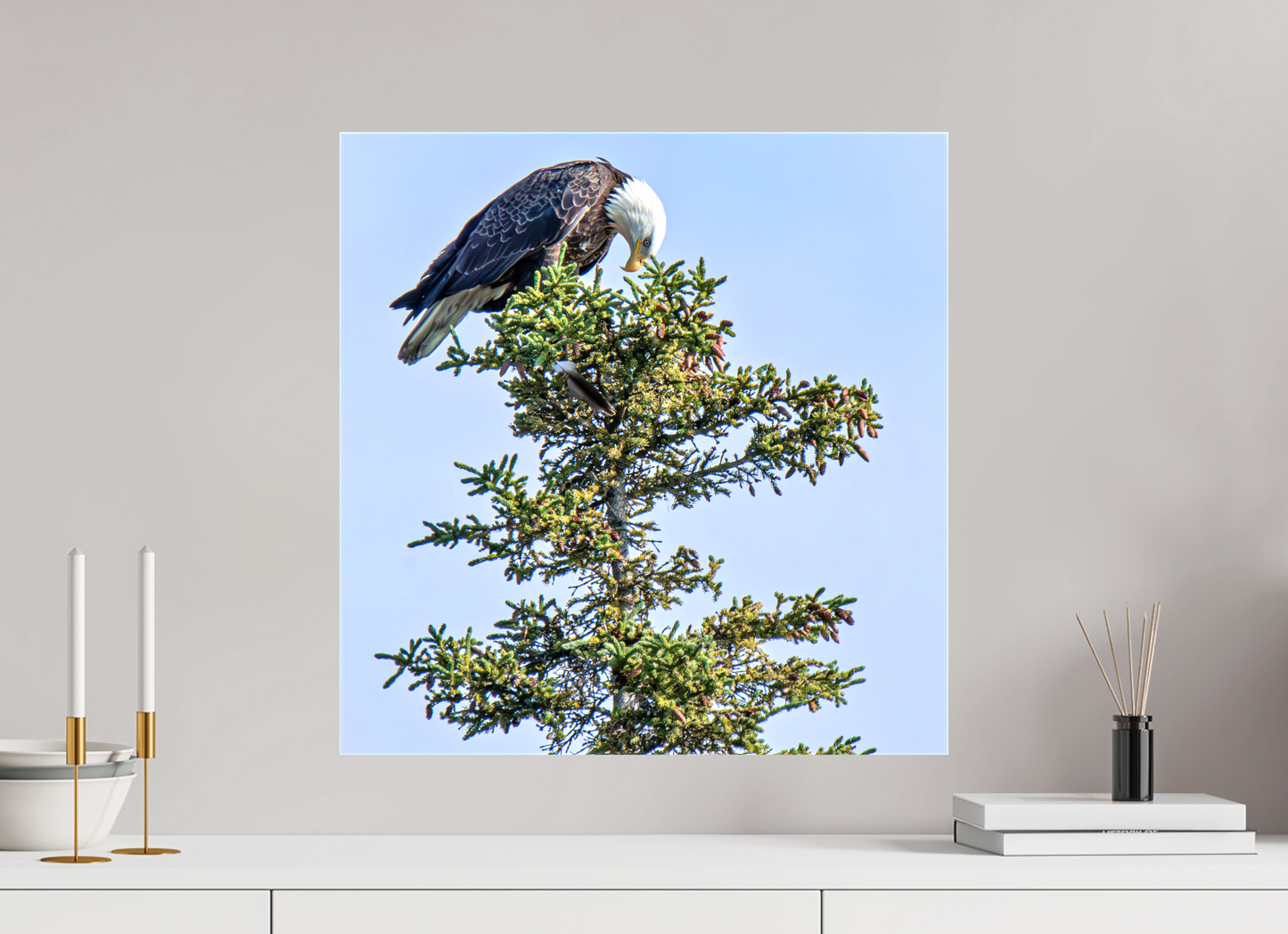 Silent Sentinel – Bald Eagle in Alaska’s Pines Nature Photography Print