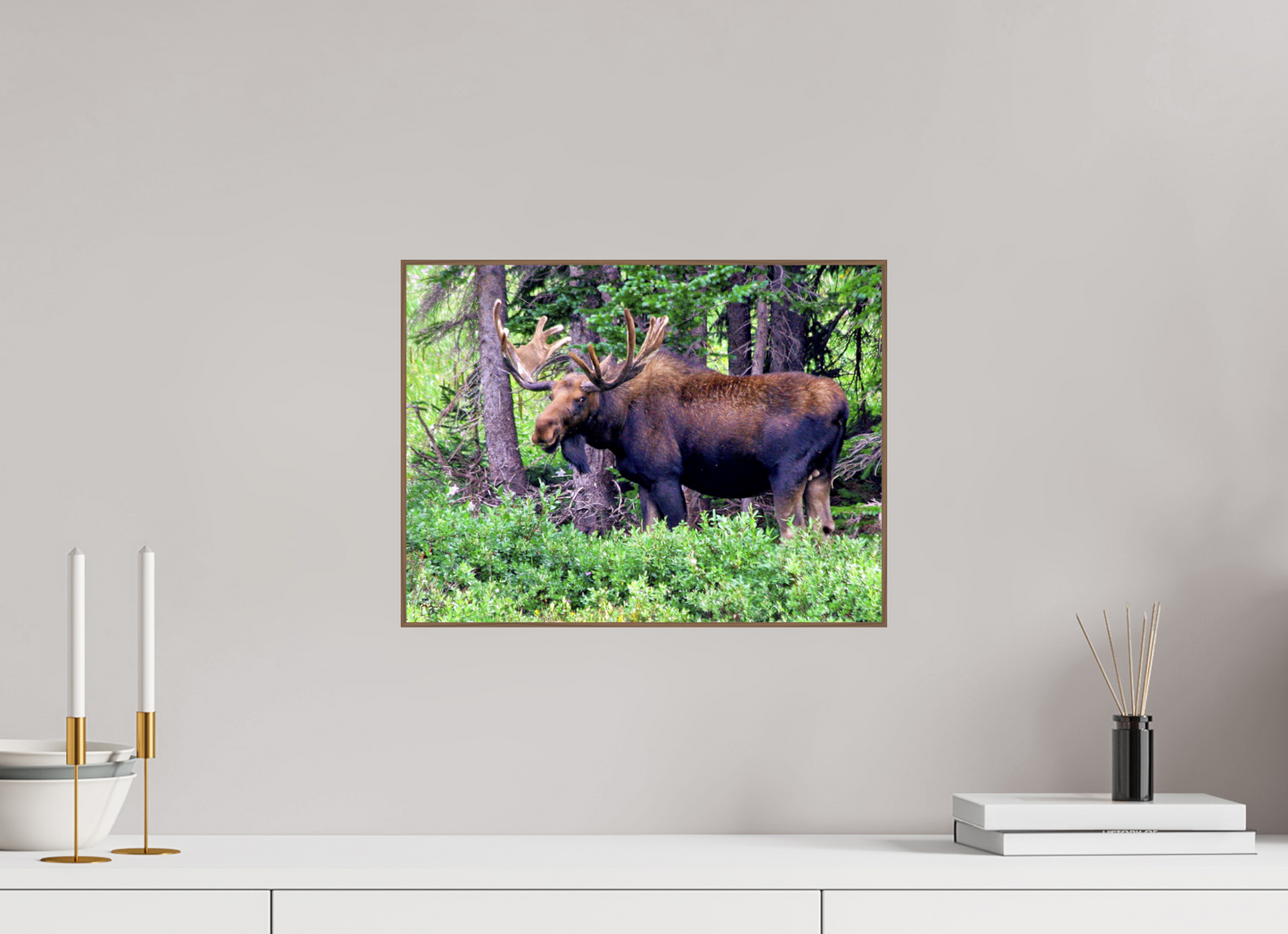 Watchful Moose - Fine Art Wildlife Print