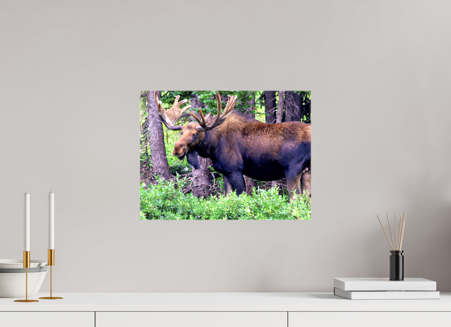 Watchful Moose - Fine Art Wildlife Print