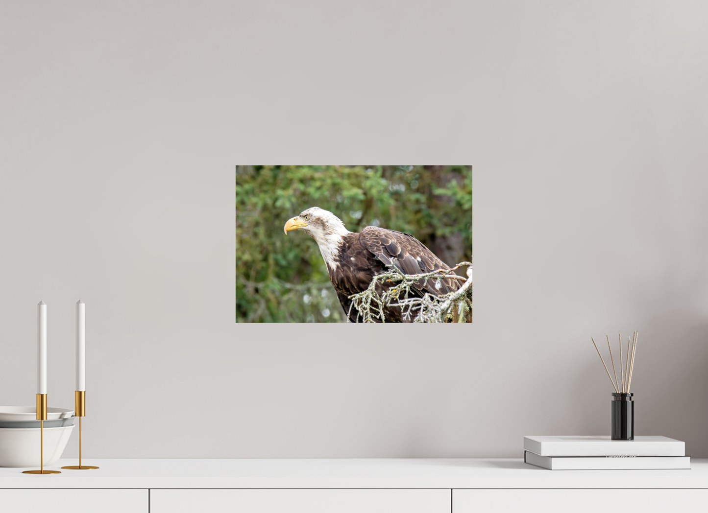 Majestic Watch – Bald Eagle on the Kenai Peninsula Nature Photography Print