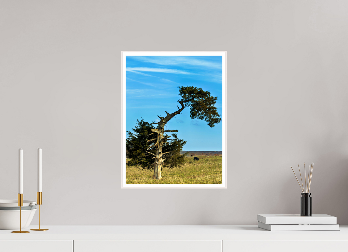 Still Standing – The Cedar That Reached for the Sky
