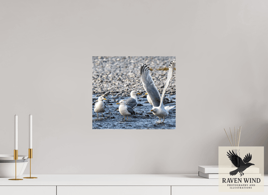 13.8 x 12″, ChromaLuxe HD Metal Print - ready to hang Wings in Motion - Seagulls on the Kasilof River, Alaska Nature Photography Print