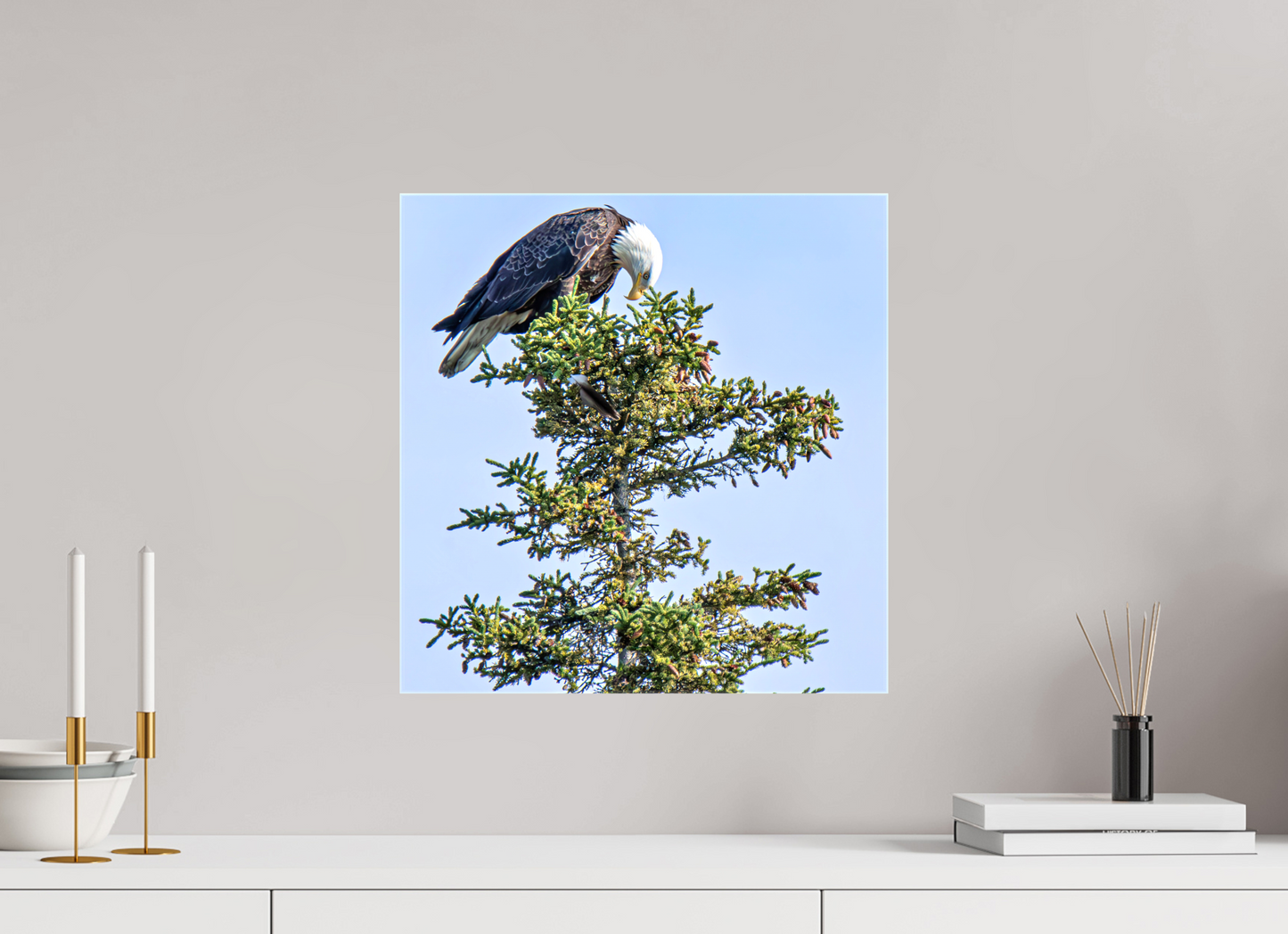 Silent Sentinel – Bald Eagle in Alaska’s Pines Nature Photography Print