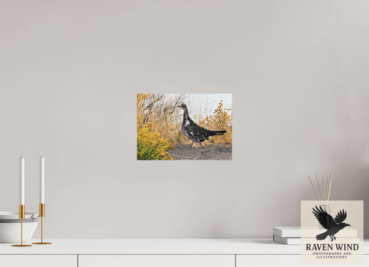 Raven Wind Photography & Illustrations-Grounded Grace - a Wild Grouse Fine Art Wildlife Print -