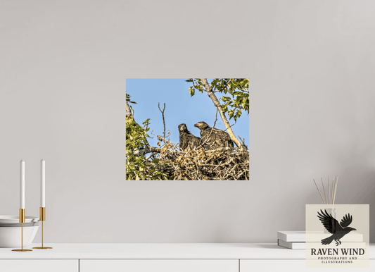 Raven Wind Photography & Illustrations-Nestmates - Young Eagles in a Woodland Fine Art Wildlife Print -