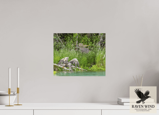 Raven Wind Photography & Illustrations-Skimming the Wild - Eagle Over the Kasilof River Fine Art Wildlife Print -