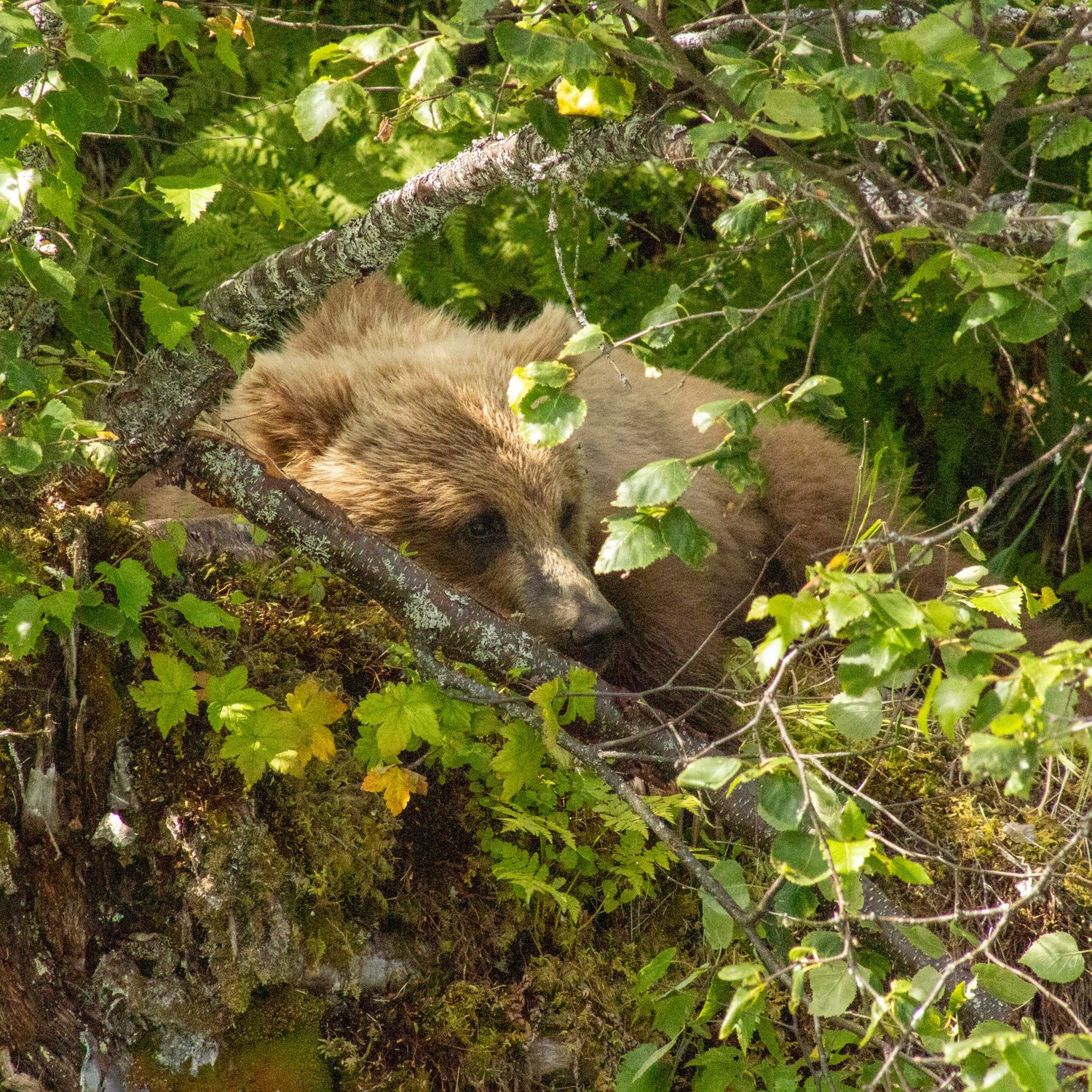 Mammals
