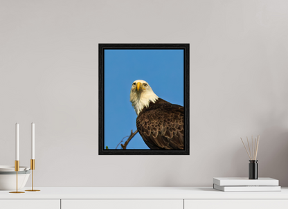 Eyes of the Wild – Bald Eagle in Alaska’s Wilderness Nature Photography Print