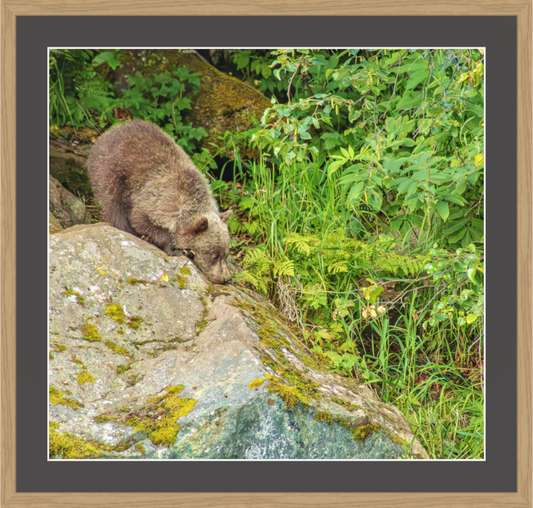 Nature photography print of a bear on a rock in a natural setting with greenery