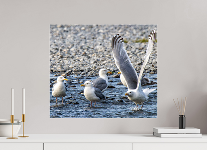 Wings in Motion – Seagulls on the Kasilof River, Alaska Nature Photography Print