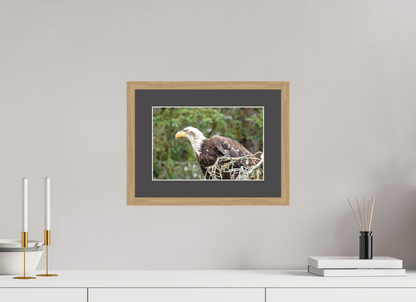 Majestic Watch – Bald Eagle on the Kenai Peninsula Nature Photography Print