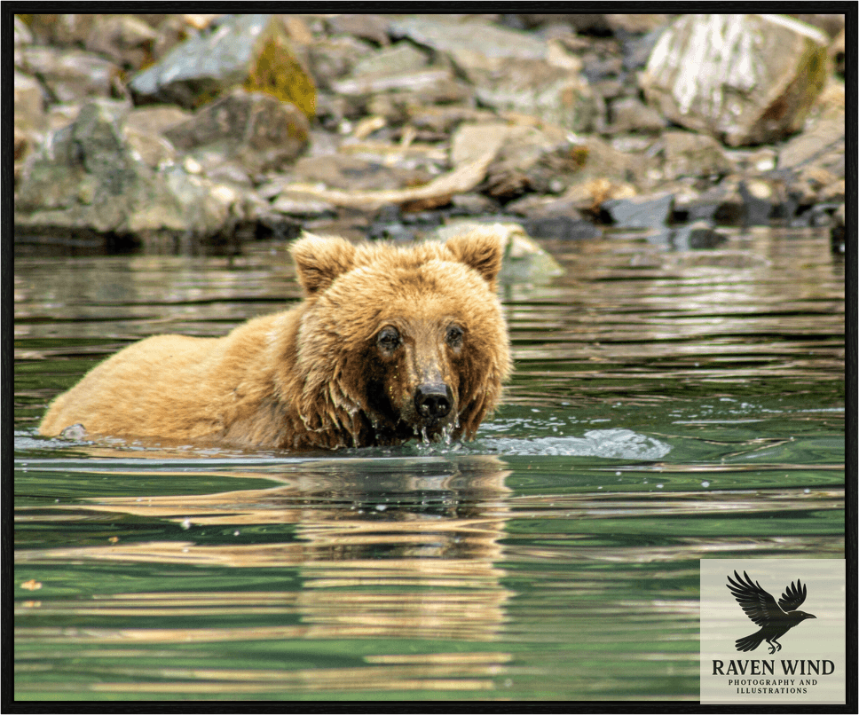 Wildlife photography print of a brown bear swimming in water with rocks in the background