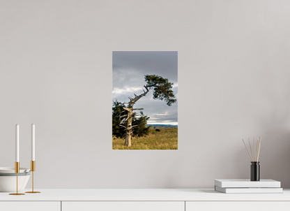 Still Standing - The Cedar That Weathered It All