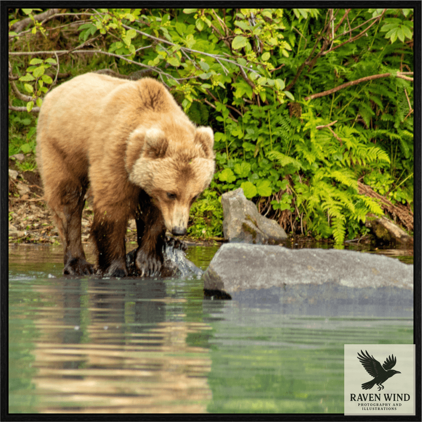 Nature photography print of a brown bear standing in water near green foliage