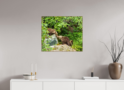 'Kissing" Bear Cubs