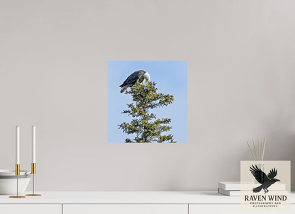 12 x 12.3″, Fine Art Print on Pearl Texture - unframed (email for frame options) Silent Sentinel - Bald Eagle in Alaska's Pines Nature Photography Print