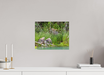 Skimming the Wild – Juvenile Bald Eagle Over the Kasilof River, Nature Photography Print