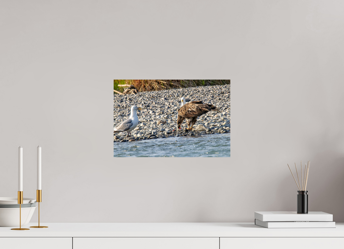 Mine? Mine? – Bald Eagle and Seagull Shoreline Standoff Nature Photography Print