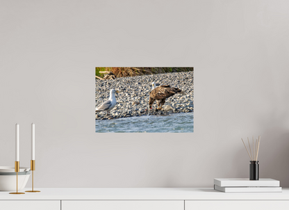 Mine? Mine? – Bald Eagle and Seagull Shoreline Standoff Nature Photography Print
