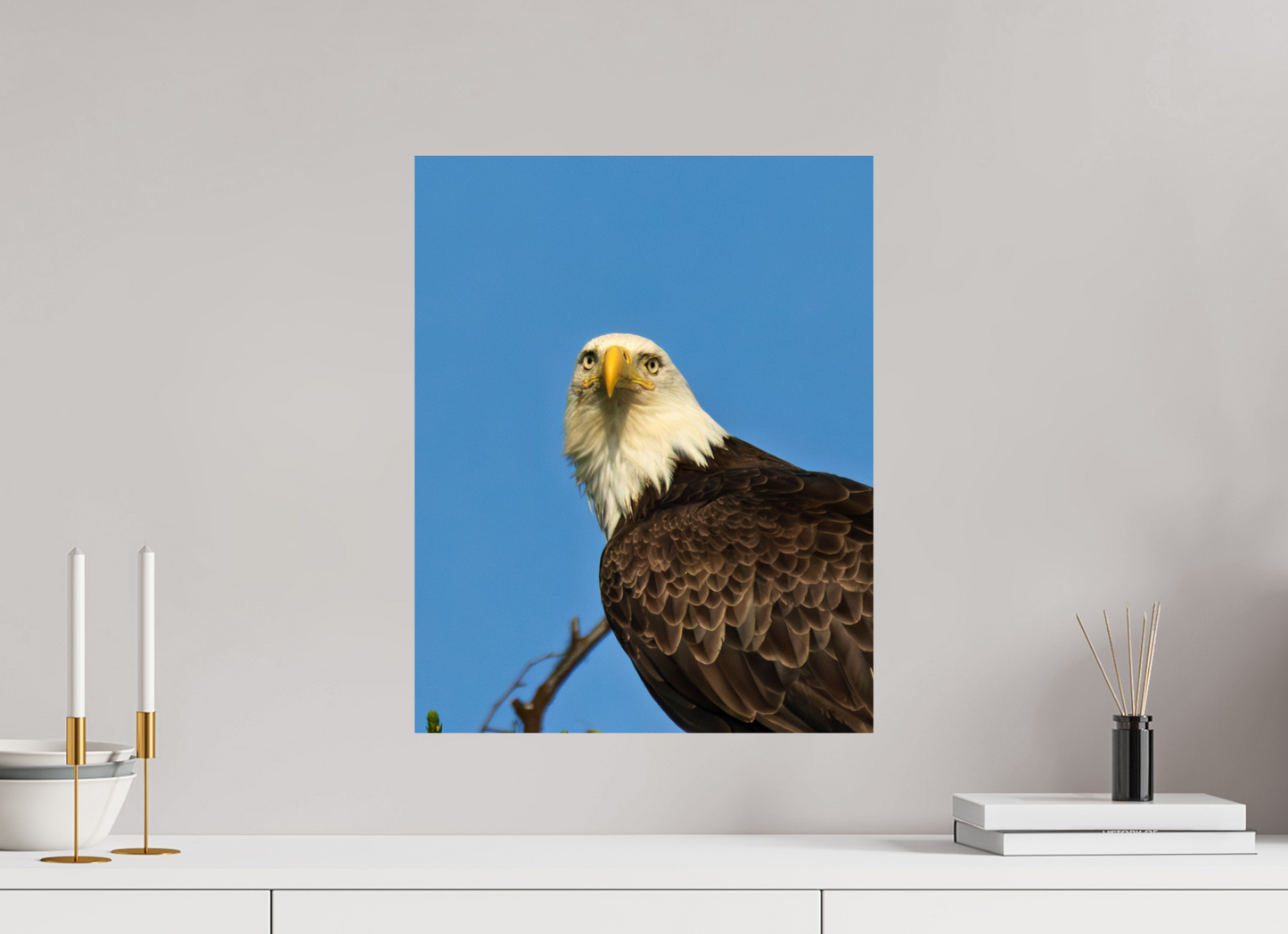 Eyes of the Wild – Bald Eagle in Alaska’s Wilderness Nature Photography Print