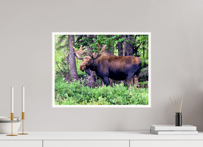 Watchful Moose - Fine Art Wildlife Print