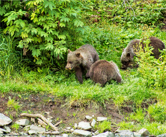 Three bears in a forest setting with green foliage and rocks.