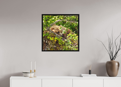 Hide and Peek Nature Photography Print