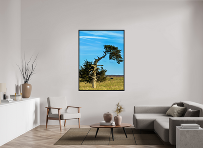 Still Standing – The Cedar That Reached for the Sky