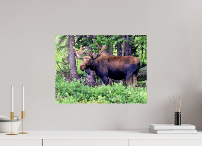 Watchful Moose - Fine Art Wildlife Print