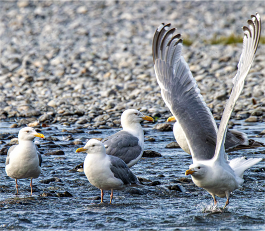 Nature Photography Print of seagulls on a rocky shoreline with one in flight.