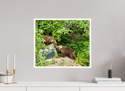 'Kissing" Bear Cubs