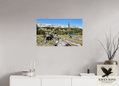 33.5 x 20″, Photo Print Under Acrylic Glass - ready to hang Standing Bear Tree - Bear Lake, Colorado Nature Photography Print