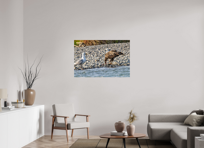Mine? Mine? – Bald Eagle and Seagull Shoreline Standoff Nature Photography Print