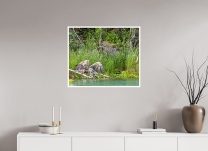 Skimming the Wild – Juvenile Bald Eagle Over the Kasilof River, Nature Photography Print