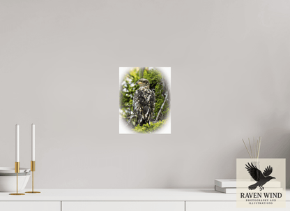 8 x 10.3″, Fine Art Print on Photo Rag Baryta - unframed (email for frame options) Forest Watch - Young Eagle Among the Pines Nature Photography Print