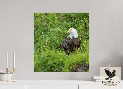 20 x 21.4″, Fine Art Print on Pearl Texture - unframed (email for frame options) Grounded Majesty - Alaskan Bald Eagle Nature Photography Print