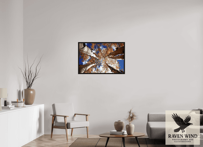 36 x 24″, Floater Frame - black oak frame - ready to hang Reaching for the Sky - Aspens in the Fall Nature Photography Print