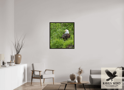 31 x 33.1″, Floater Frame - black oak frame - ready to hang Grounded Majesty - Alaskan Bald Eagle Nature Photography Print