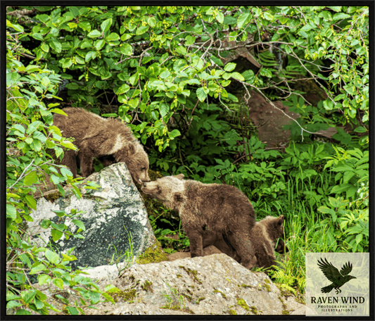 Nature photography print of two brown bears interacting on a rock in a forest setting