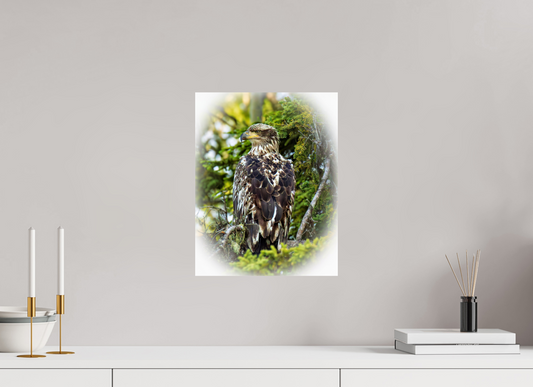 Forest Watch – Young Eagle Among the Pines Nature Photography Print