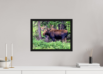 Watchful Moose - Fine Art Wildlife Print
