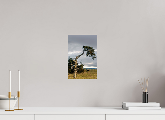 Still Standing - The Cedar That Weathered It All