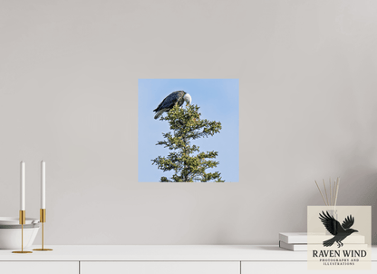 12 x 12.3″, Photo Print On Fuji Crystal DP II - unframed Silent Sentinel - Bald Eagle in Alaska's Pines Nature Photography Print