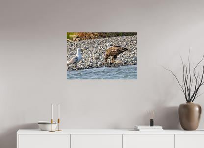 Mine? Mine? – Bald Eagle and Seagull Shoreline Standoff Nature Photography Print