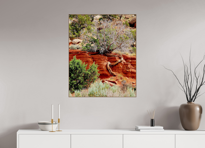 Resilient Roots – Twisted Tree in Red Rock Desert Fine Art Print