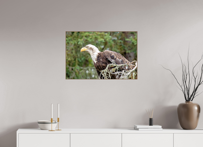 Majestic Watch – Bald Eagle on the Kenai Peninsula Nature Photography Print