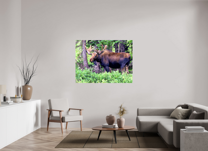 Watchful Moose - Fine Art Wildlife Print