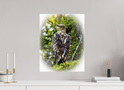 Forest Watch – Young Eagle Among the Pines Nature Photography Print