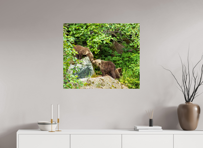'Kissing" Bear Cubs