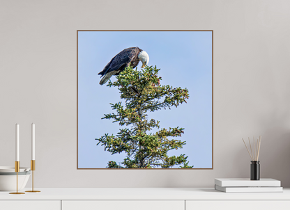 Silent Sentinel – Bald Eagle in Alaska’s Pines Nature Photography Print